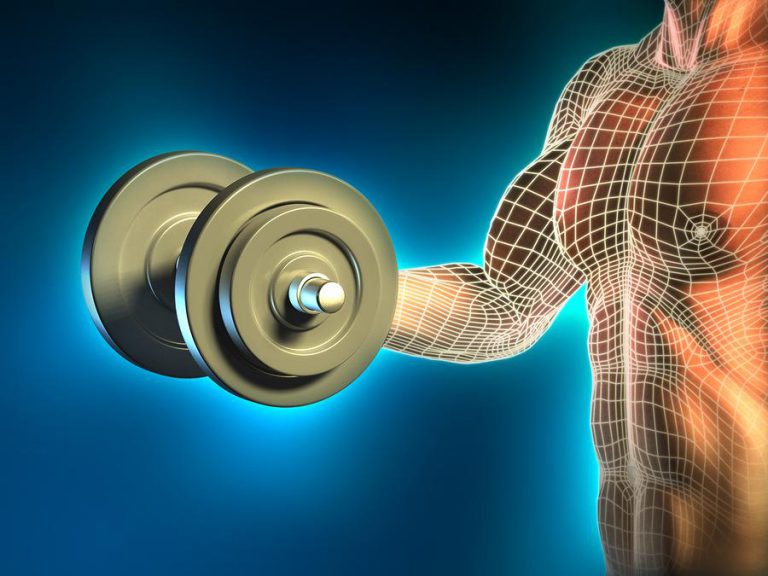 The Science Of Muscle Growth - Onto Orthopedics